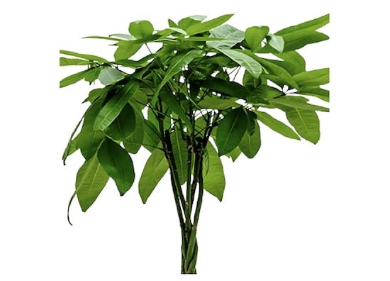 🌴 6er Set “Tierfreund” Pflanzen, ca. 30 60 cm für 27,35€ (statt 50€)