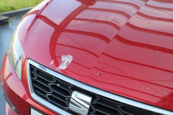 🪰 1L NIGRIN Insektenentferner mit selbstaktiver Reinigungsformel für 8,99€ (statt 13€)