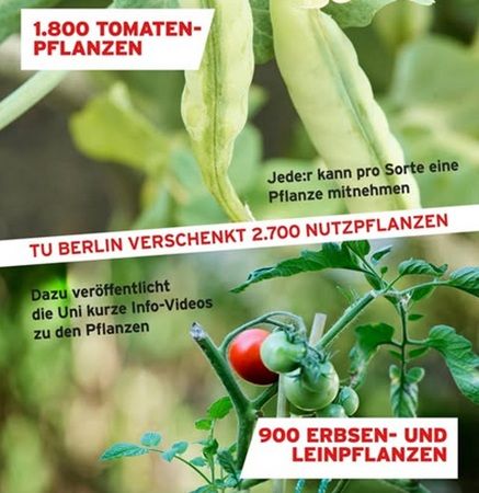 🍅 TU Berlin: Gratis Gemüsejungpflanzen