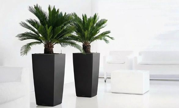 🌴 Japanischer Palmfarn Cyca Revoluta 40 60cm inkl. Topf für 22,48€ (statt 100€) ➡️ oder 2x für 34,19€