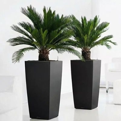 🌴 Japanischer Palmfarn Cyca Revoluta 40-60cm inkl. Topf für 22,48€ (statt 100€) ➡️ oder 2x für 34,19€