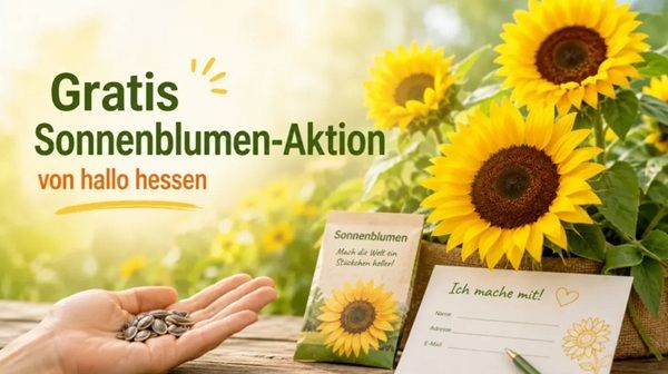 🌻 HR: Kostenlose Sonnenblumensamen