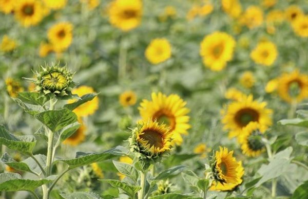 🌻 HR: Kostenlose Sonnenblumensamen