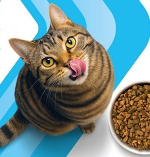 Mit Perfect Fit Katzenfutter 2€ Cashback erhalten