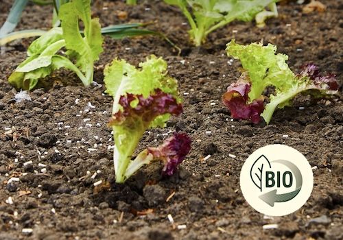 🐌 Substral Naturen Schneckenkorn Limex Bio, 1,2kg für 8,50€ (statt 13€)