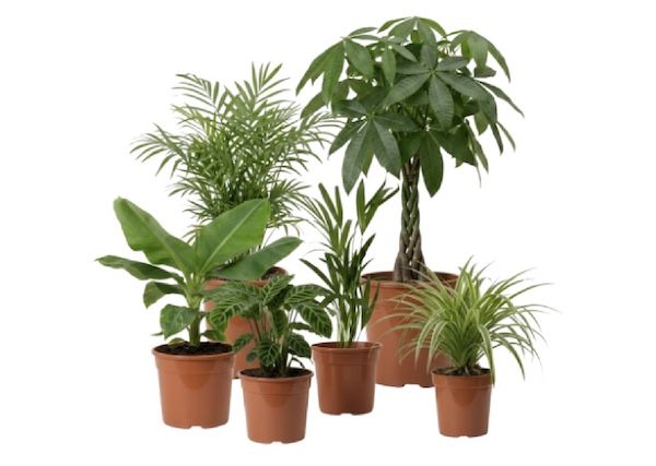 🌴 6er Set “Tierfreund” Pflanzen, ca. 30-60 cm für 32,62€ (statt 50€) 🌴 6er Set “Tierfreund” Pflanzen, ca. 30 60 cm für 32,62€ (statt 50€)