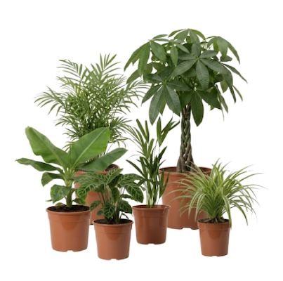 🌴 6er Set “Tierfreund” Pflanzen, ca. 30-60 cm für 32,62€ (statt 50€)