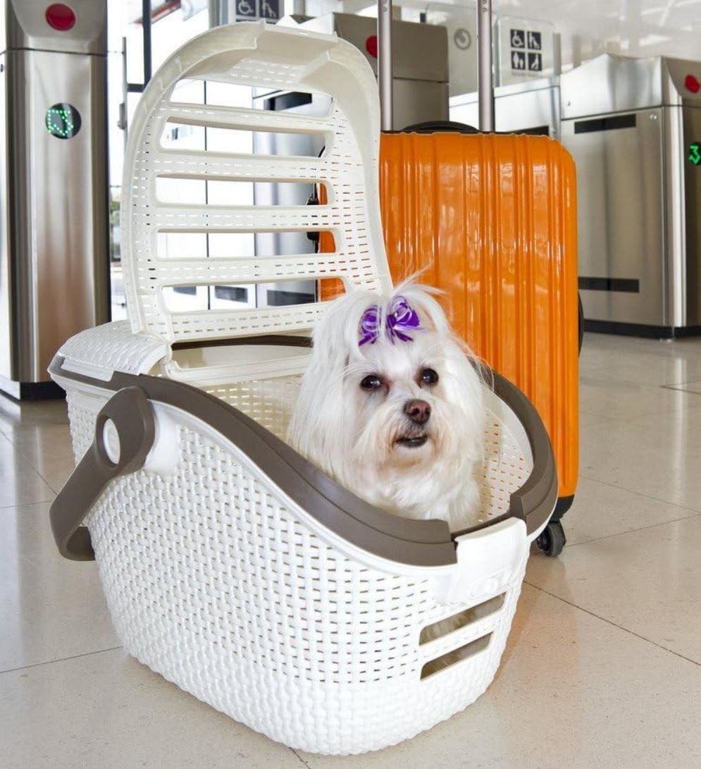 🐈 Curver Pet Rattan Transportbox mit Griff, 51x38x33cm für 24,99€ (statt 31€)