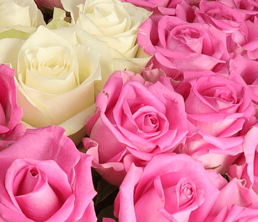 🌹💐 Pink Spezial   50 Weiße und pinke Rosen für 37,68€