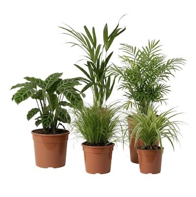🪴 5er Pflanzenset „Katzenfreunde“ für 28,23€ (statt 48€)