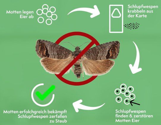 đ PATTLER Schlupfwespen gegen Lebensmittelmotten â 8 Karten fĂŒr 15,49⏠(statt 28âŹ) đ PATTLER Schlupfwespen gegen Lebensmittelmotten â 8 Karten fĂŒr 15,49⏠(statt 28âŹ)
