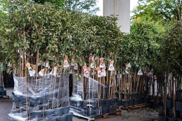 Duisburg: đ ObstbĂ€ume kostenlos am 10.10. abholen - dafĂŒr Bestellung nötig Duisburg: đ ObstbĂ€ume kostenlos am 10.10. abholen dafĂŒr Bestellung nötig