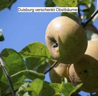 Duisburg: 🍐 Obstbäume kostenlos am 10.10. abholen – dafür Bestellung nötig