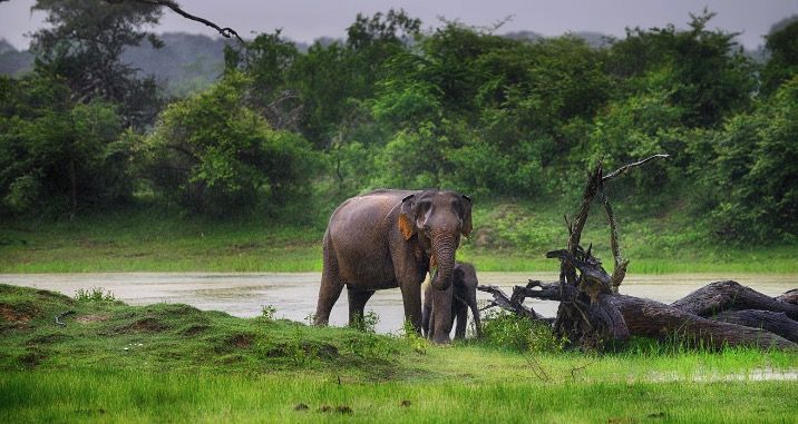 🐘💨 16-tägige Sri Lanka ☀️ Rundreise inkl. 🏖️ Badeurlaub & HP ab €1.699 p.P. (statt €2.199) 🐘💨 16 tägige Sri Lanka ☀️ Rundreise inkl. 🏖️ Badeurlaub & HP ab €1.699 p.P. (statt €2.199)