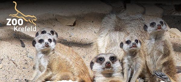 đŠ„ Zoo Krefeld: Freier Eintritt fĂŒr Kinder & Jugendliche in den Herbstferien đŠ„ Zoo Krefeld: Freier Eintritt fĂŒr Kinder & Jugendliche in den Herbstferien