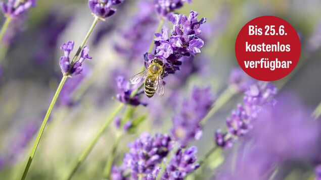 Neuer Lavendel Test: In einigen stecken Pestizid Cocktails
