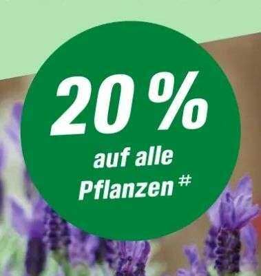 Toom 20% Rabatt auf alle Pflanzen Toom 20% Rabatt auf alle Pflanzen