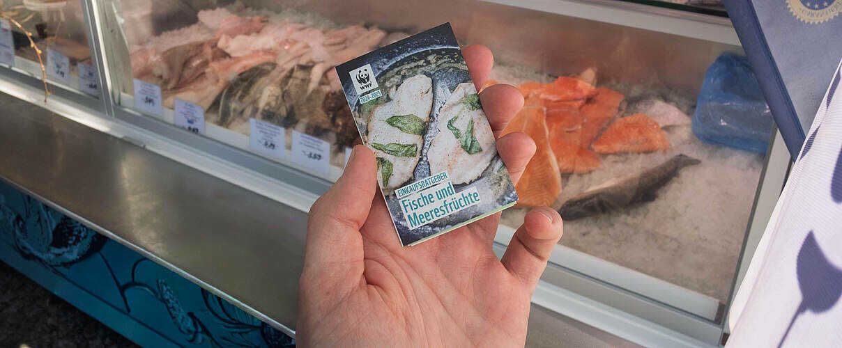 0€ Freebie: WWF-Fischratgeber 2026 kostenlos als PDF oder per Post sichern 0€ Freebie: WWF Fischratgeber 2026 kostenlos als PDF oder per Post sichern