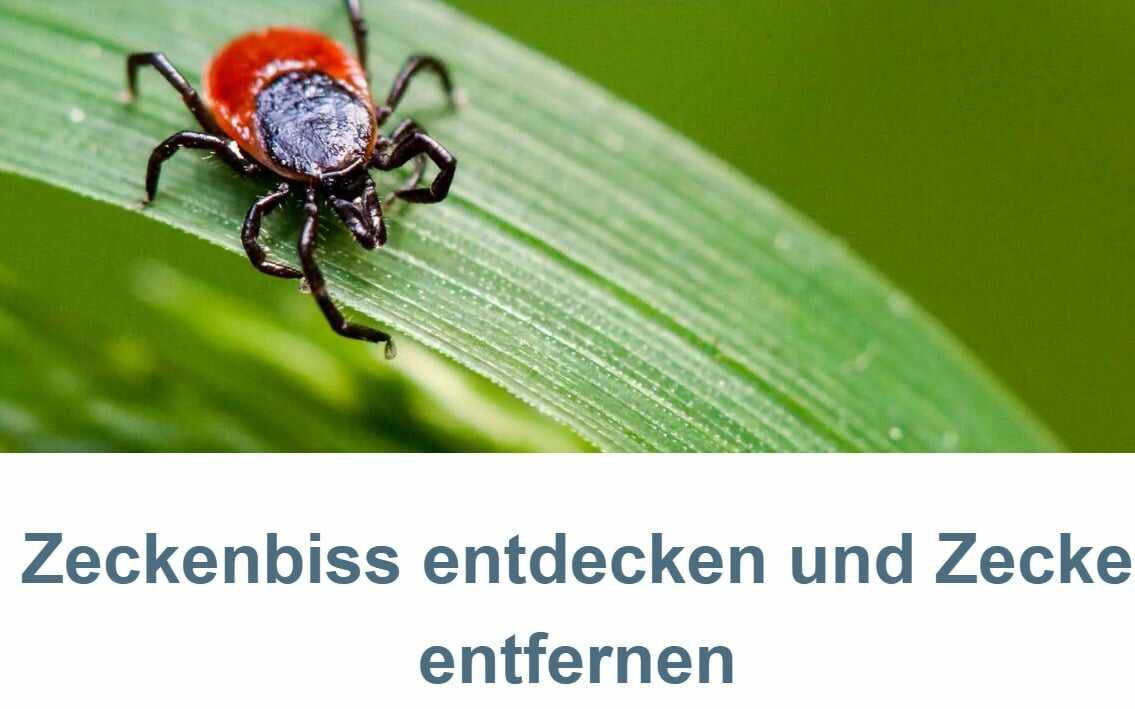 Zum entfernen von Zecken gibt es die Zeckenkarte gratis in der Schweiz und Liechtenstein