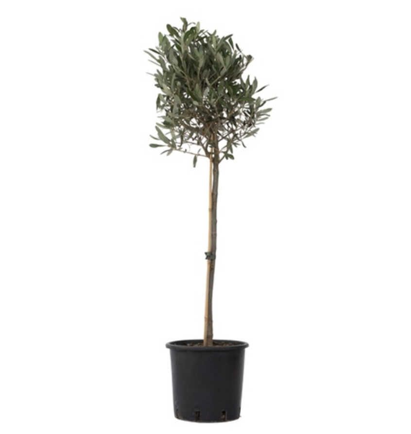 Winterharter Olivenbaum 90 120cm inkl. Topf für 26,98€ statt 32,99€