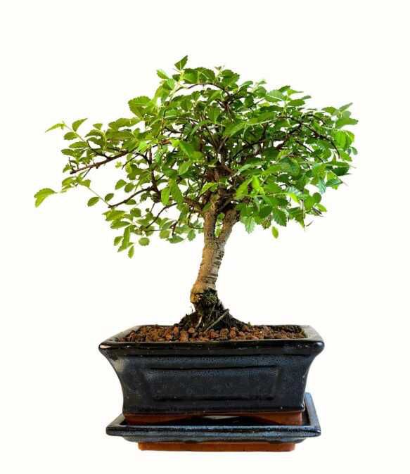Chinesische Ulmus parvifolia Bonsai P15 für 25.50€ statt 35.50€
