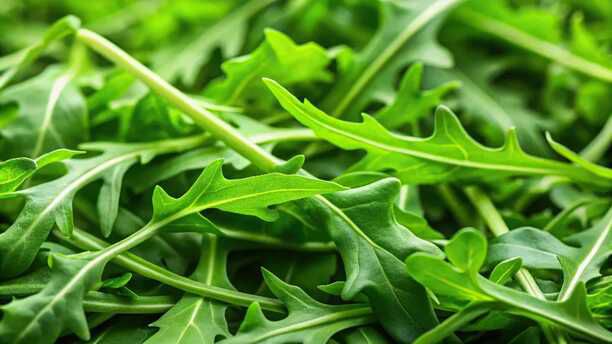 Rucola € 0,40 Cashback