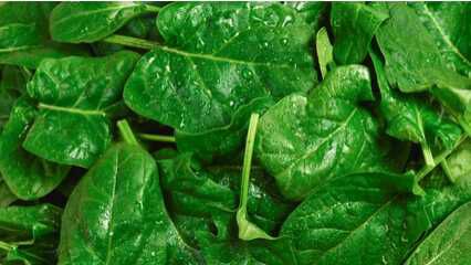 Spinat € 0,50 Cashback Spinat € 0,50 Cashback