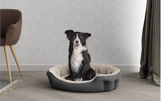 Ontstoken pancreas van een hond: symptomen en behandeling