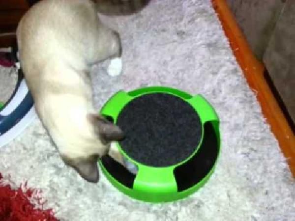 Katzenspielzeug Katzenspielzeug Catch the Mouse für 7,33€