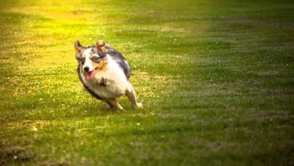 VERLÄNGERT: Katzen- und Hundefutter von Nutro gratis VERLÄNGERT: Katzen und Hundefutter von Nutro gratis