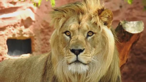 1 - 2 ÜN in Hannover im 3*-Hotel mit Frühstück, Sauna & Zoo-Eintritt ab 55€ p.P. 1 2 ÜN in Hannover im 3* Hotel mit Frühstück, Sauna & Zoo Eintritt ab 55€ p.P.