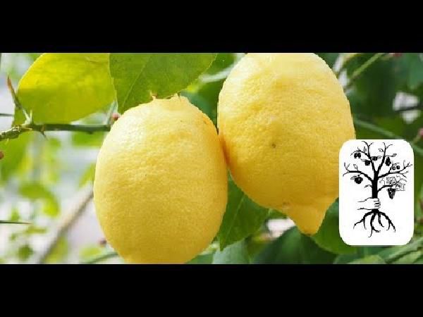 Zitronenbaum 70 - 100 cm für 29,95€ (statt 44€) Zitronenbaum 70 100 cm für 29,95€ (statt 44€)