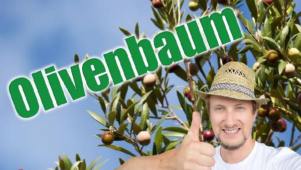 Olivenbaum max. 240 cm buschige Krone Winterhart für 199,99€ (statt 269€) Olivenbaum max. 240 cm buschige Krone Winterhart für 199,99€ (statt 269€)