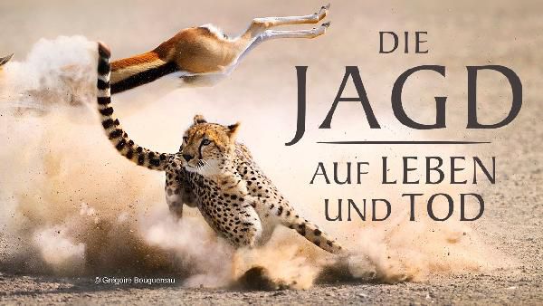 ARD-Mediathek: ARD Mediathek: Die Jagd Auf Leben und Tod gratis anschauen (IMDb 9,3/10)