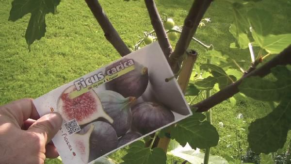 Ficus Carica Feigenbaum hell und dunkel Winterhart für 49,99€ (statt 88€) Ficus Carica Feigenbaum hell und dunkel Winterhart für 49,99€ (statt 88€)