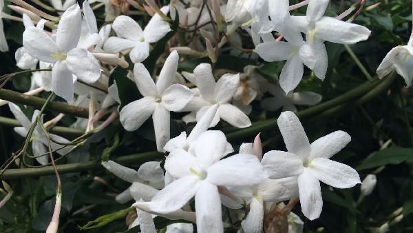 Jasmin Polyanthum Winter Duft Jasmin Pyramide 120 cm für 24,99€ (statt 33€) Jasmin Polyanthum Winter Duft Jasmin Pyramide 120 cm für 24,99€ (statt 33€)