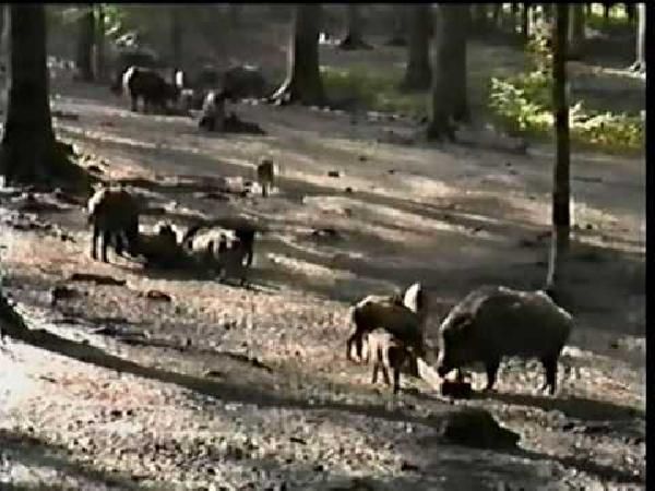 Kostenloser Eintritt in den Wildwald Vosswinkel im Sauerland Kostenloser Eintritt in den Wildwald Vosswinkel im Sauerland