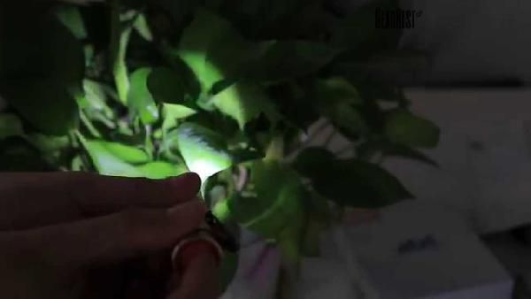 CREE XPE Q5 LED-Taschenlampe für 1,17€ CREE XPE Q5 LED Taschenlampe für 1,17€