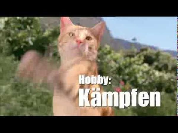 Tierfutter günstig online kaufen – Der große Schnäppchen-Guide Tierfutter günstig online kaufen – Der große Schnäppchen Guide