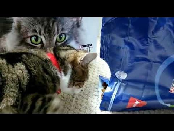 Purina One Katzenfutter gratis anfordern Purina One Katzenfutter gratis anfordern
