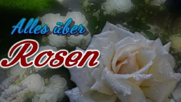 NEUDORFF Rosen Pflege Set für 19,99€ (statt 26€) NEUDORFF Rosen Pflege Set für 19,99€ (statt 26€)