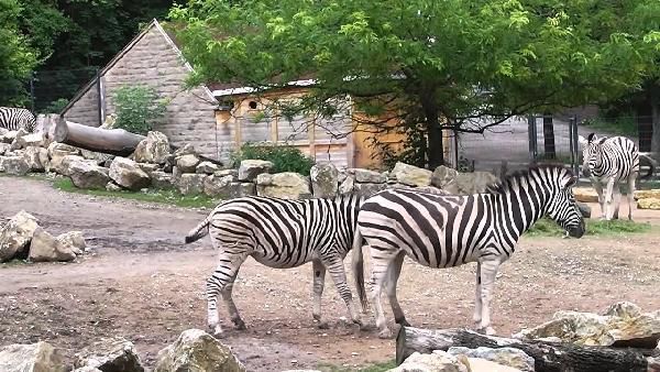 Tageskarte Thüringer Zoopark Erfurt für 10€ (statt 15€) Tageskarte Thüringer Zoopark Erfurt für 10€ (statt 15€)