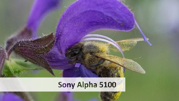 Sony Alpha 5100 Systemkamera + Objektiv + Tasche + Speicherkarte für 388€ (statt 442€) Sony Alpha 5100 Systemkamera + Objektiv + Tasche + Speicherkarte für 388€ (statt 442€)