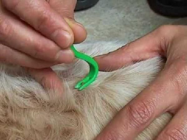 2 Zeckenzangen für Hunde, Katzen usw. für 0,29€ 2 Zeckenzangen für Hunde, Katzen usw. für 0,29€