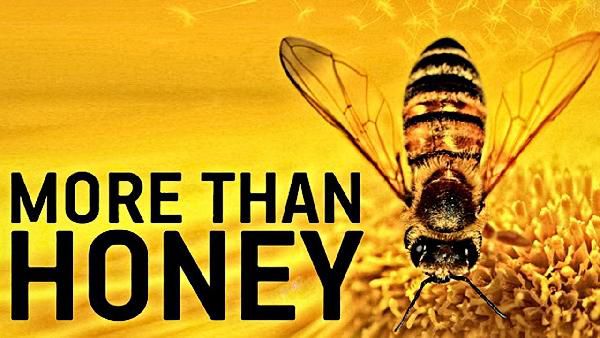 More than Honey - bitterer Honig (Doku) kostenlos (IMDb 7,6/10) More than Honey bitterer Honig (Doku) kostenlos (IMDb 7,6/10)
