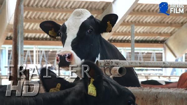 ARD-Mediathek: Doku ARD Mediathek: Doku Das System Milch gratis anschauen (IMDb 7,1/10)