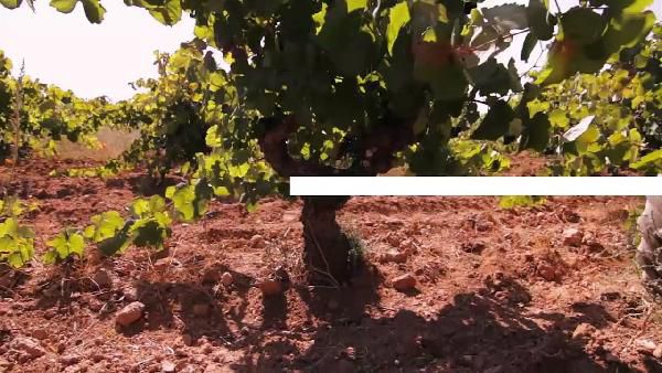 Villa de Adnos - spanischer Bobal Tempranillo Rotwein 24 Flaschen für 89,40€ Villa de Adnos spanischer Bobal Tempranillo Rotwein 24 Flaschen für 89,40€